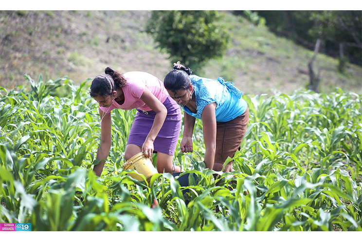 Productores de Estelí inician siembra de primera