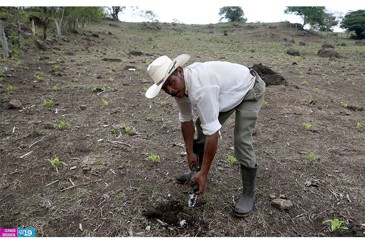 Productores de Estelí inician siembra de primera