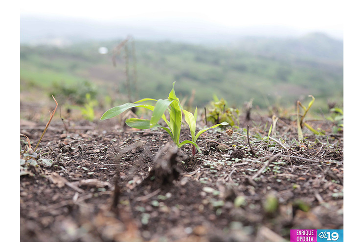 Agricultores se adaptan a nuevas condiciones climáticas para producir