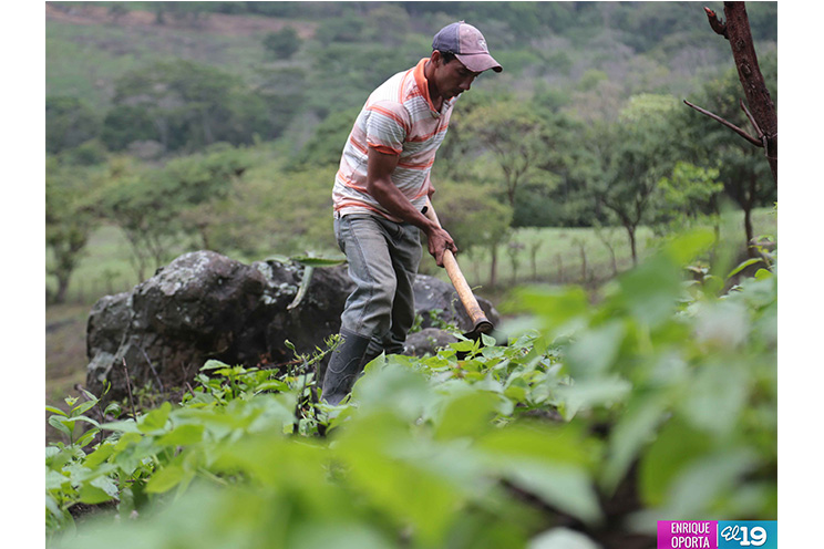 Agricultores se adaptan a nuevas condiciones climáticas para producir