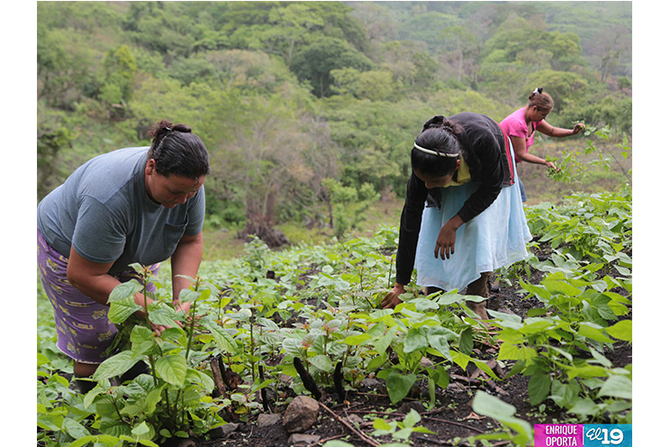 Agricultores se adaptan a nuevas condiciones climáticas para producir