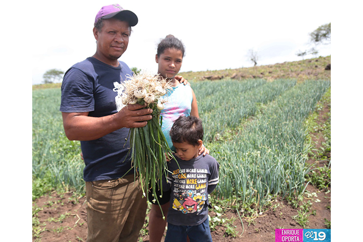 Agricultores se adaptan a nuevas condiciones climáticas para producir