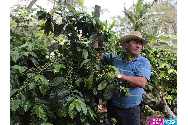 Agricultores se adaptan a nuevas condiciones climáticas para producir