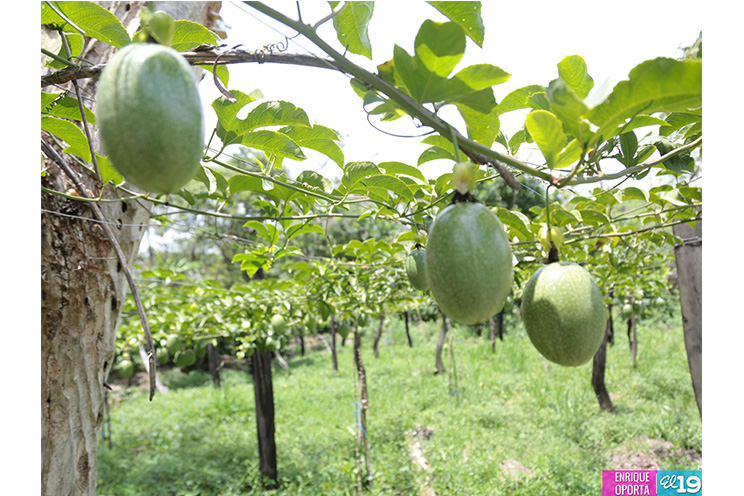 Agricultores se adaptan a nuevas condiciones climáticas para producir