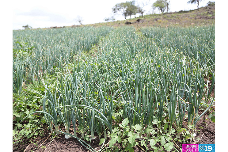 Agricultores se adaptan a nuevas condiciones climáticas para producir