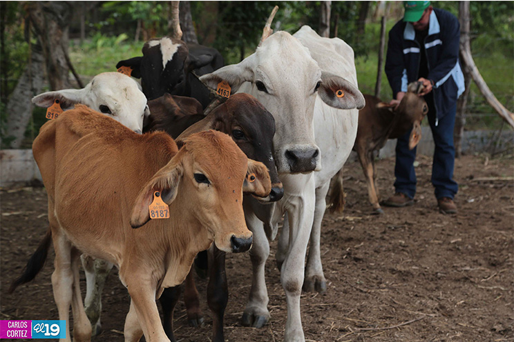 MAG asesora a productores de Chontales en el fortalecimiento de sistemas de riego