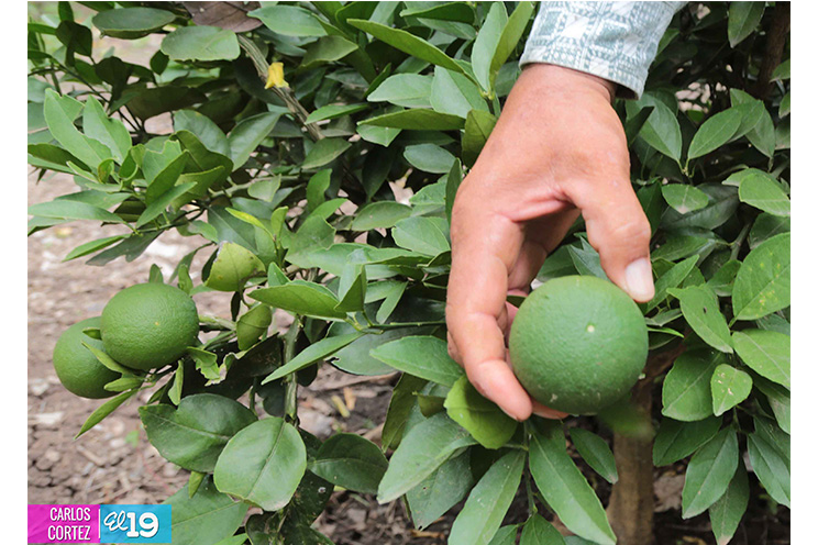 MAG asesora a productores de Chontales en el fortalecimiento de sistemas de riego