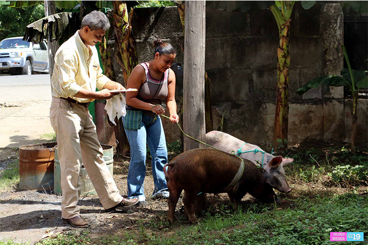 Familias empobrecidas se incorporan a actividades productivas gracias a programas de Gobierno