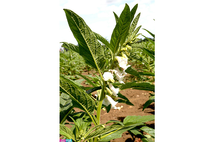 Productores de occidente esperan regularización de las lluvias para mejorar resultados de sus cultivos