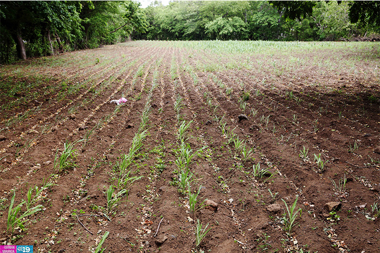 Productores de occidente esperan regularización de las lluvias para mejorar resultados de sus cultivos