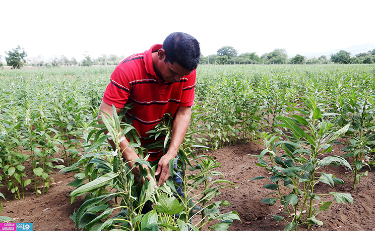 Productores de occidente esperan regularización de las lluvias para mejorar resultados de sus cultivos