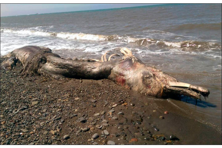 Restos de extraño animal marino aparecen en el extremo este de Rusia