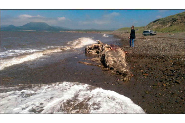 Restos de extraño animal marino aparecen en el extremo este de Rusia