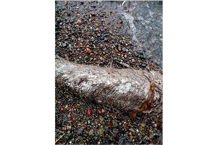 Restos de extraño animal marino aparecen en el extremo este de Rusia