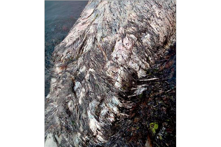 Restos de extraño animal marino aparecen en el extremo este de Rusia