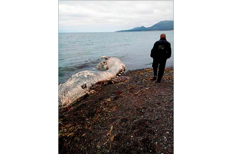 Restos de extraño animal marino aparecen en el extremo este de Rusia