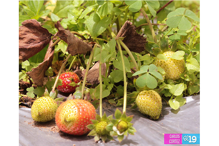 Las deliciosas fresas cultivadas en las montañas de Nicaragua