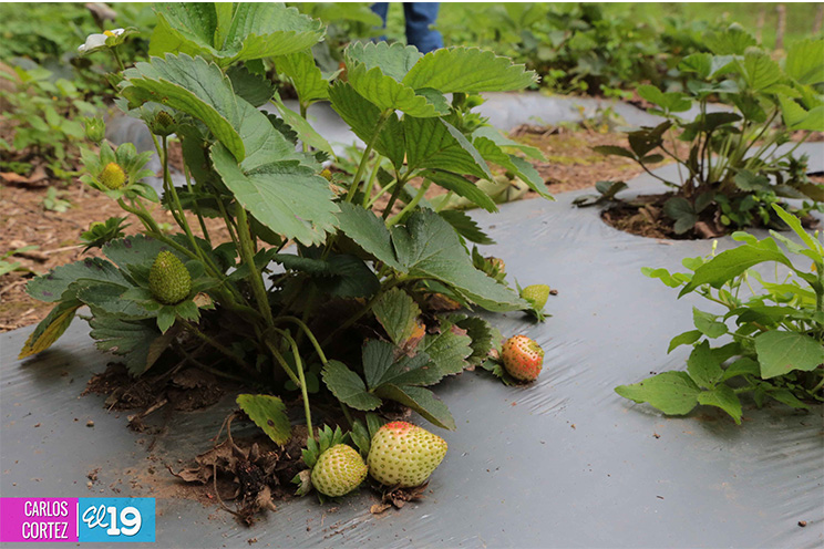 Las deliciosas fresas cultivadas en las montañas de Nicaragua