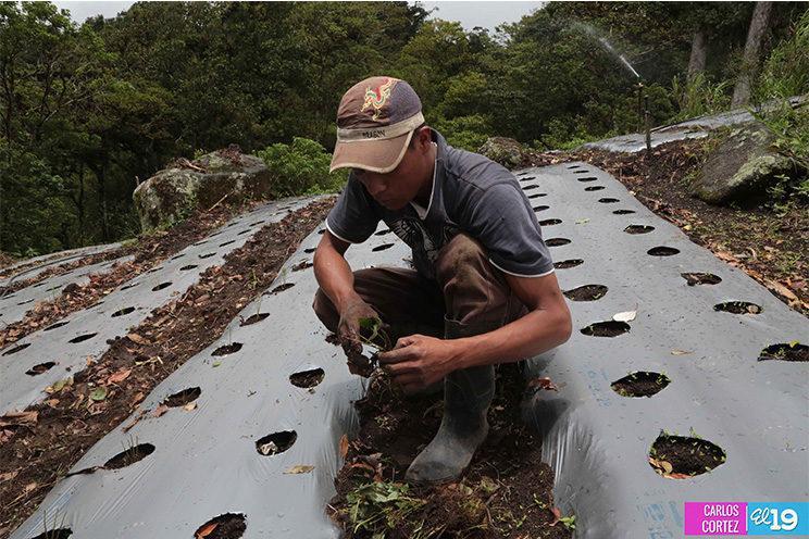 Las deliciosas fresas cultivadas en las montañas de Nicaragua