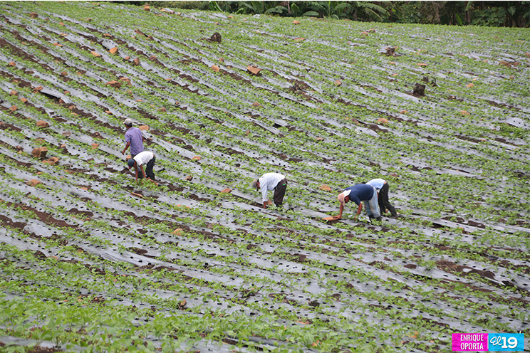 Sector hortícola enfocado en mejorar productividad y calidad para exportar