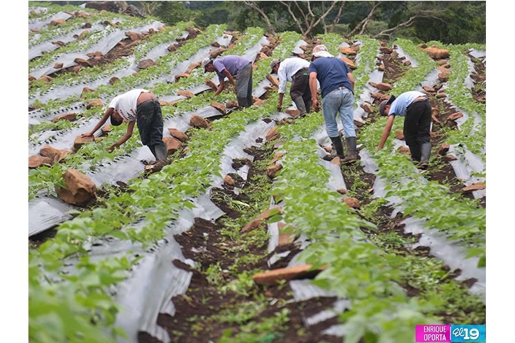 Sector hortícola enfocado en mejorar productividad y calidad para exportar