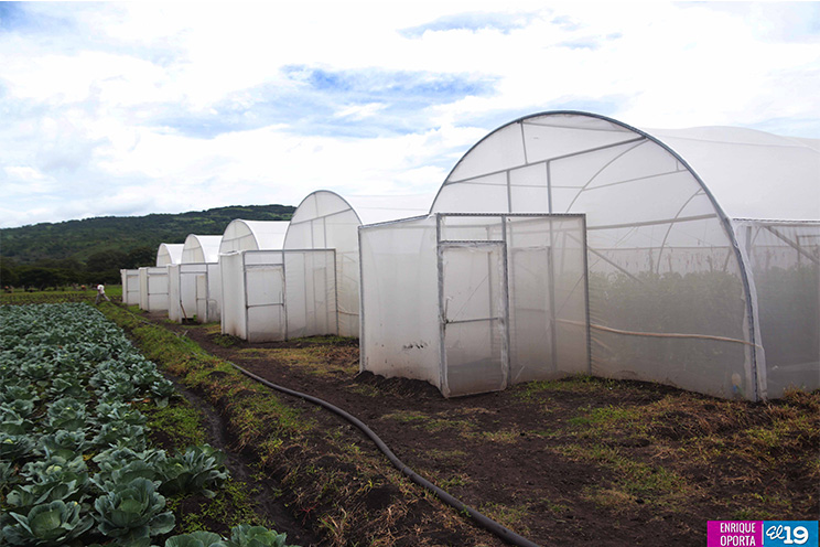 Sector hortícola enfocado en mejorar productividad y calidad para exportar