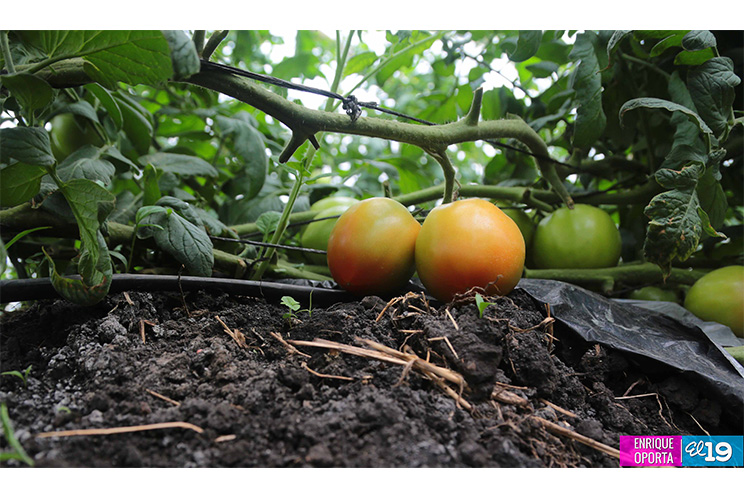 Sector hortícola enfocado en mejorar productividad y calidad para exportar