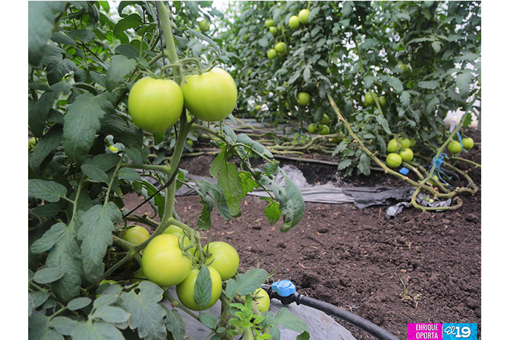 Sector hortícola enfocado en mejorar productividad y calidad para exportar