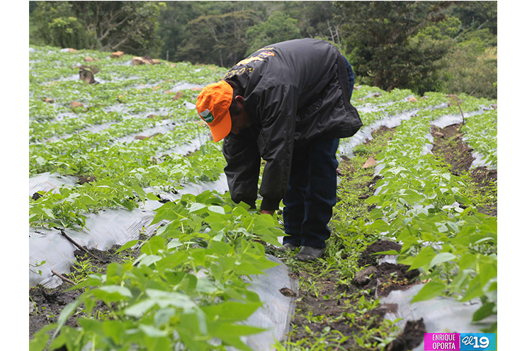 Sector hortícola enfocado en mejorar productividad y calidad para exportar