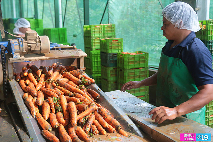 Sector hortícola enfocado en mejorar productividad y calidad para exportar