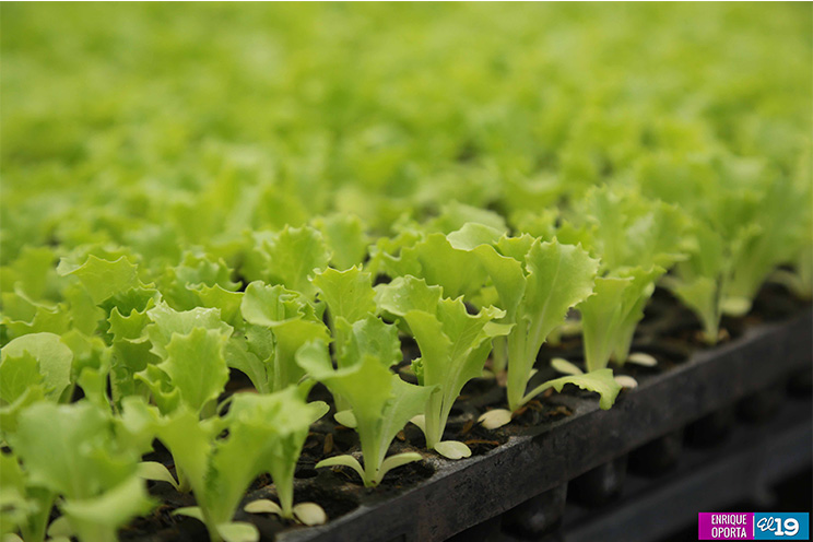 Sector hortícola enfocado en mejorar productividad y calidad para exportar