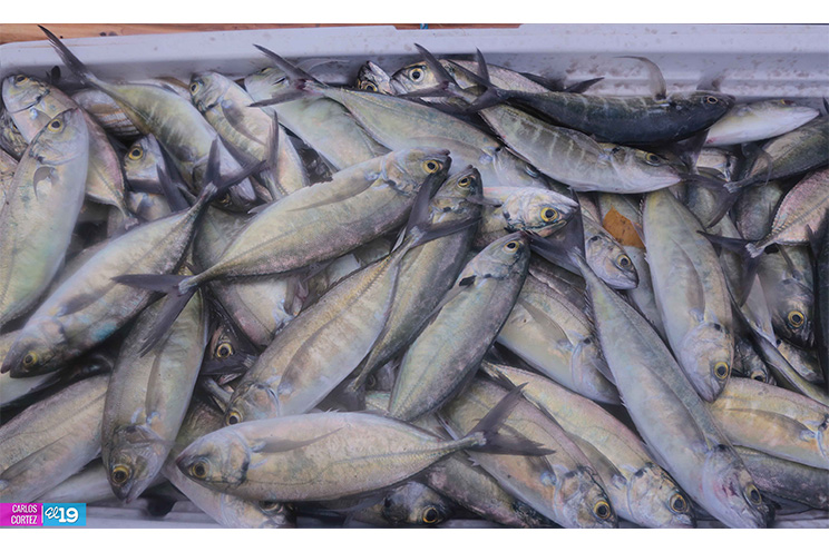 INPESCA, con el apoyo del JICA, promueve nuevas tecnologías de pesca