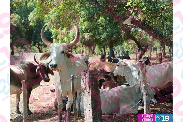 Productores de Malpaisillo destacan ventajas de instalar reservorios de agua