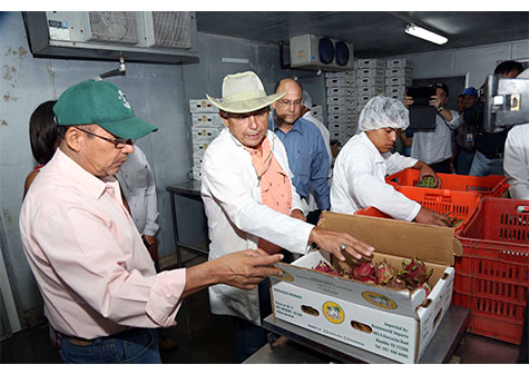 Nicaragua coloca primer embarque de pitahaya en Estados Unidos