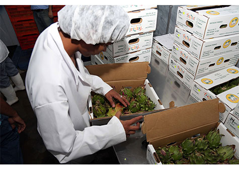 Nicaragua coloca primer embarque de pitahaya en Estados Unidos