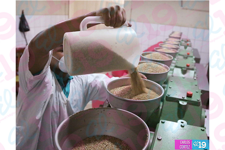 Manos laboriosas de Achuapa innovan productos a través del procesamiento de Ajonjolí