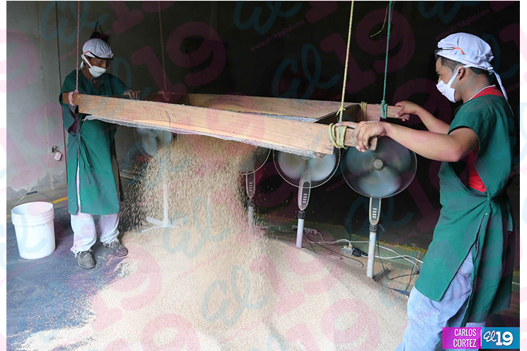 Manos laboriosas de Achuapa innovan productos a través del procesamiento de Ajonjolí