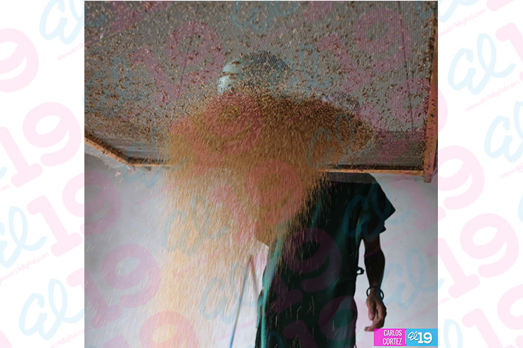 Manos laboriosas de Achuapa innovan productos a través del procesamiento de Ajonjolí