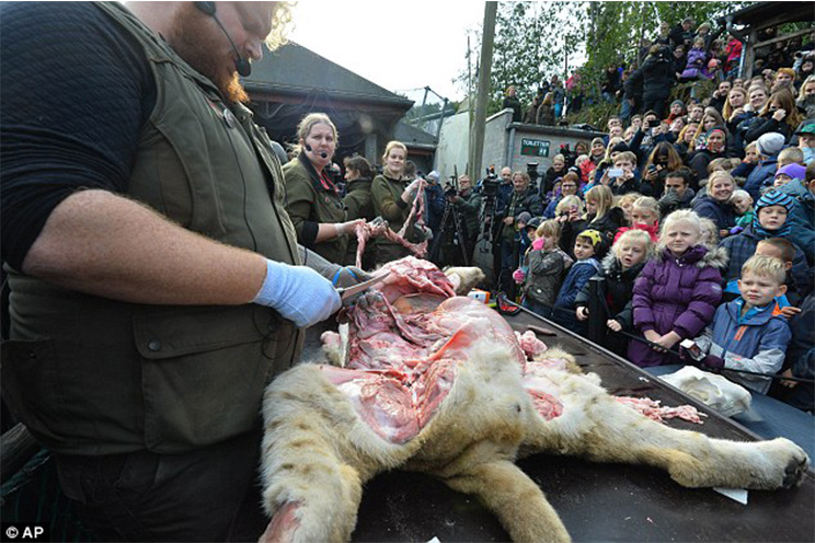 Zoológico en Dinamarca diseca león ante decenas de niños y niñas (FOTOS y VIDEO)