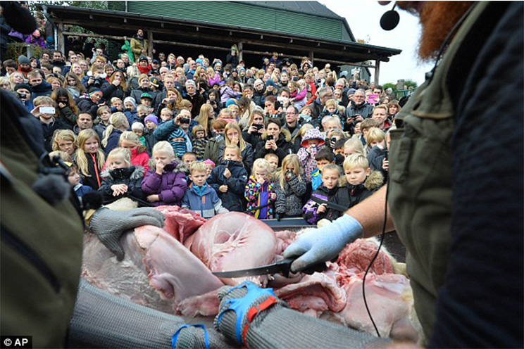 Zoológico en Dinamarca diseca león ante decenas de niños y niñas (FOTOS y VIDEO)