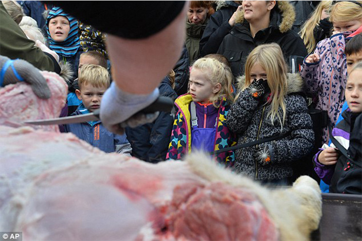 Zoológico en Dinamarca diseca león ante decenas de niños y niñas (FOTOS y VIDEO)