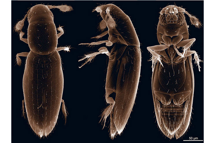 Insecto descubierto en Nicaragua da la vuelta al mundo científico