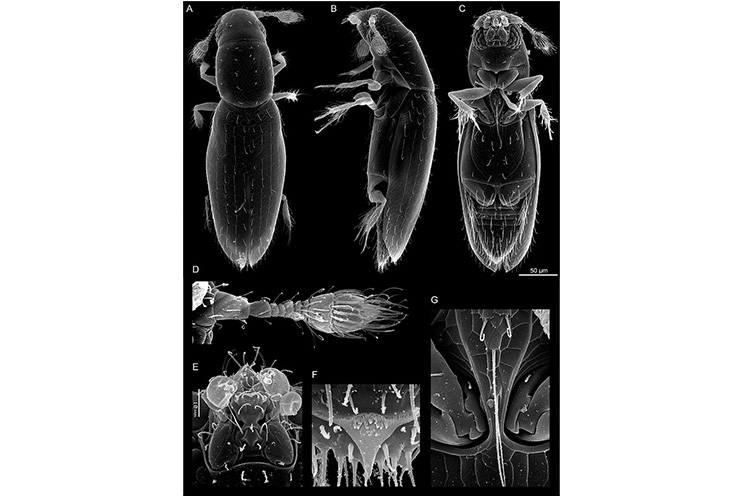 Insecto descubierto en Nicaragua da la vuelta al mundo científico