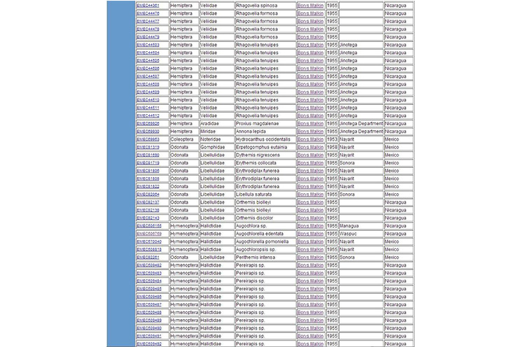 Insecto descubierto en Nicaragua da la vuelta al mundo científico