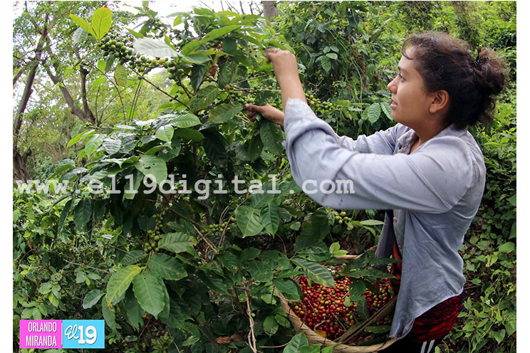 Productores de El Crucero esperan buena cosecha cafetalera