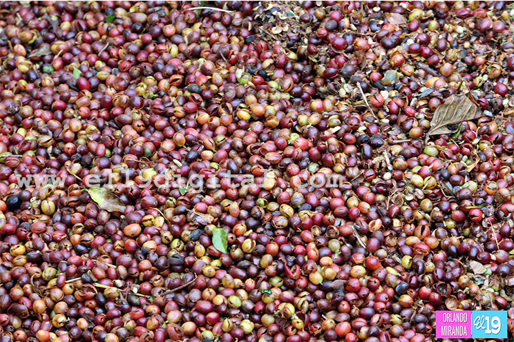 Productores de El Crucero esperan buena cosecha cafetalera