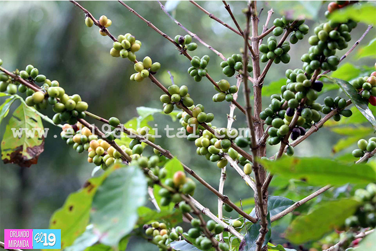 Productores de El Crucero esperan buena cosecha cafetalera