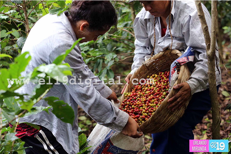 Productores de El Crucero esperan buena cosecha cafetalera