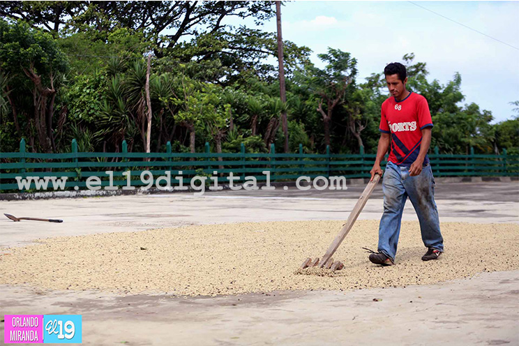 Productores de El Crucero esperan buena cosecha cafetalera