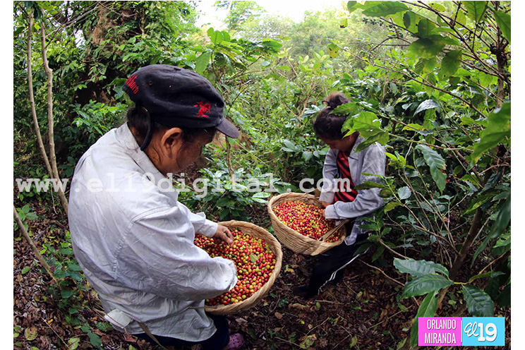 Productores de El Crucero esperan buena cosecha cafetalera